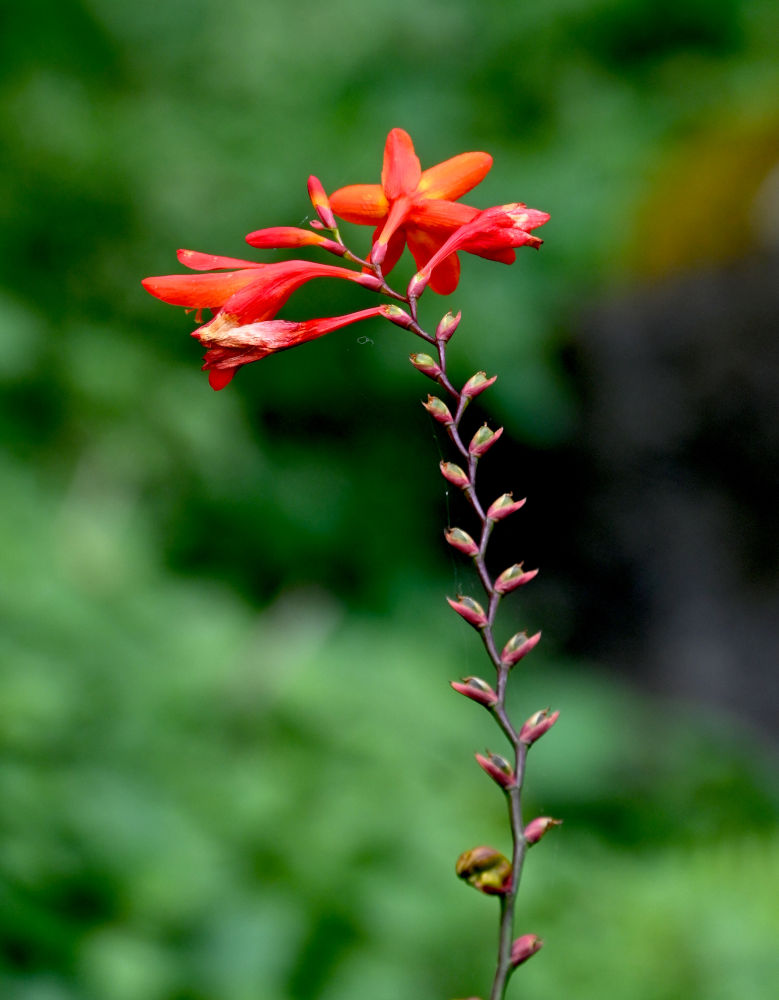 Изображение особи Crocosmia × crocosmiiflora.