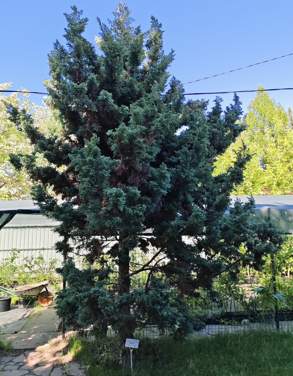 Image of Chamaecyparis pisifera specimen.
