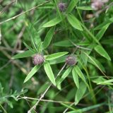 род Trifolium. Верхушка цветущего растения. Грузия, край Самцхе-Джавахети, ок. крепости Тмогви, выс. 1370 м н.у.м., луг. 6 июня 2026 г.