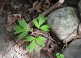 Paeonia hybrida. Ювенильное растение. Казахстан, Восточно-Казахстанская обл., окр. с. Кожохово, у дорожки на приусадебном участке. 04.05.2026.