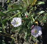 Convolvulus lineatus. Цветущее растение. Грузия, край Самцхе-Джавахети, Ахалцихский муниципалитет, 700 м от окр. с. Гуркели, левый борт р. Цинубанисцкали, выс. 1060 м н.у.м., горная степь. 8 июня 2026 г.