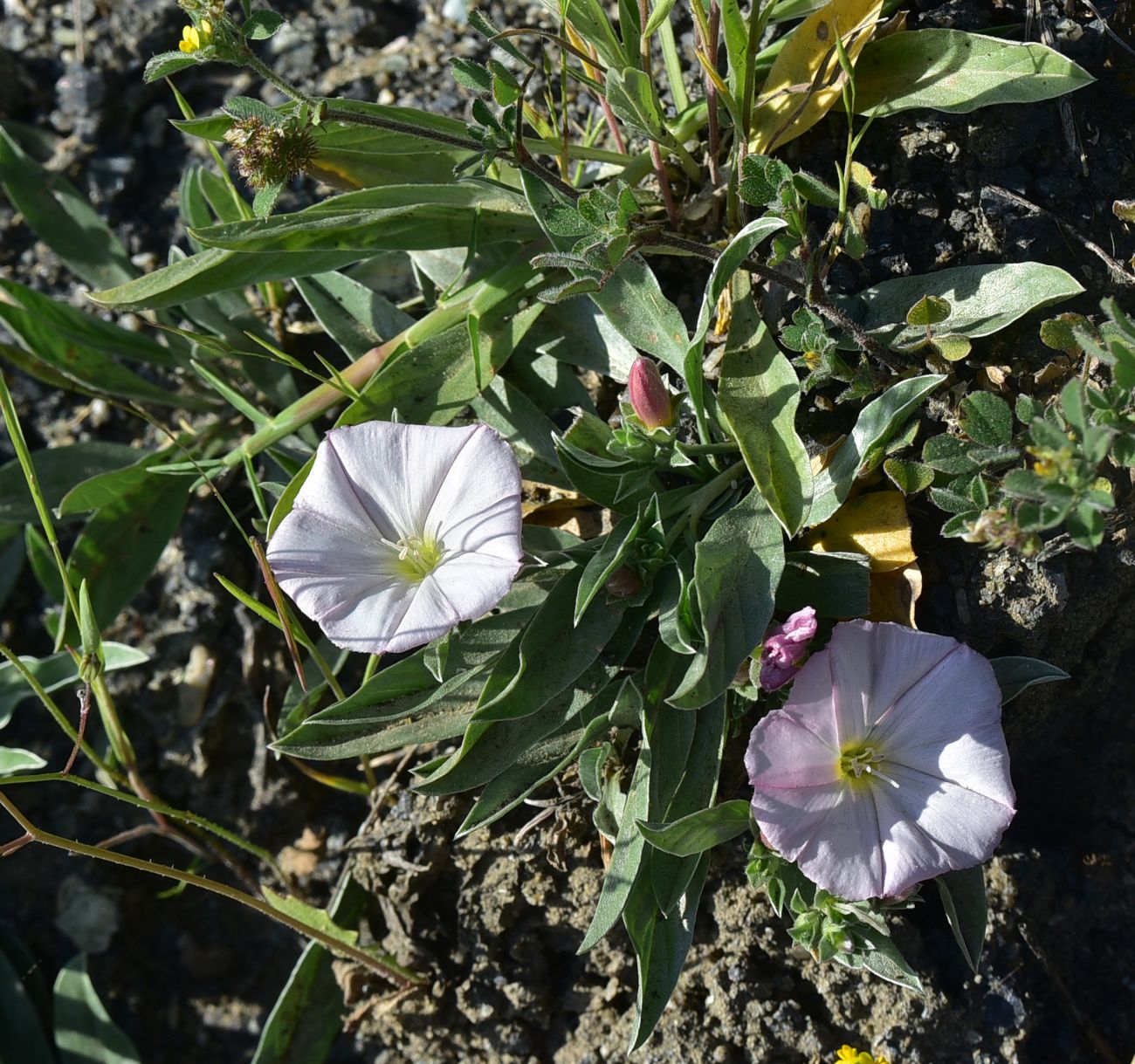 Image of Convolvulus lineatus specimen.