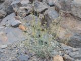 Matthiola integrifolia