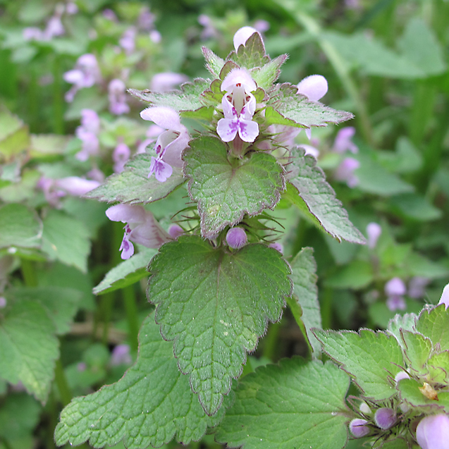 Image of Lamium purpureum specimen.