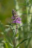 Stachys palustris