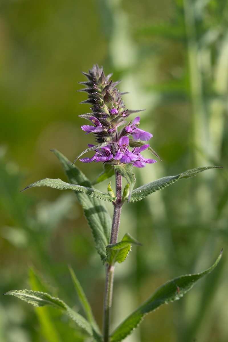 Изображение особи Stachys palustris.
