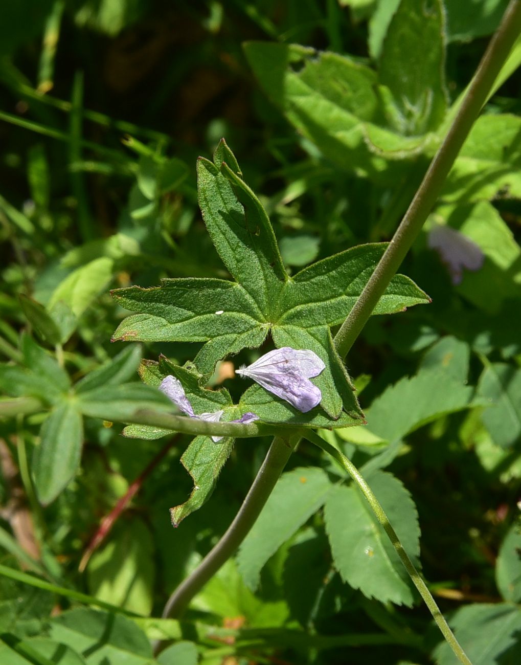 Изображение особи род Geranium.