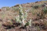Paraeremostachys sogdiana