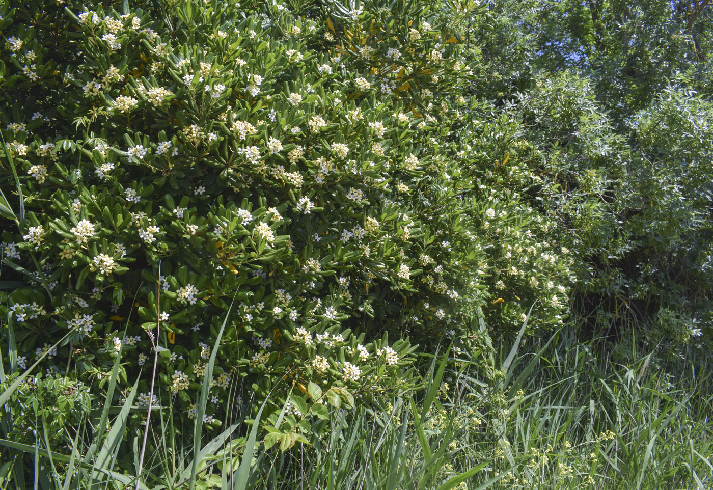 Изображение особи Pittosporum tobira.