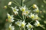 Eremurus suworowii. Цветки. Узбекистан, гора Бабатаг, въезд в с. Акмачит, возле дороги, ок. 1130 м н.у.м. 12.04.2025.