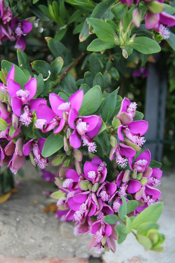 Изображение особи Polygala myrtifolia.