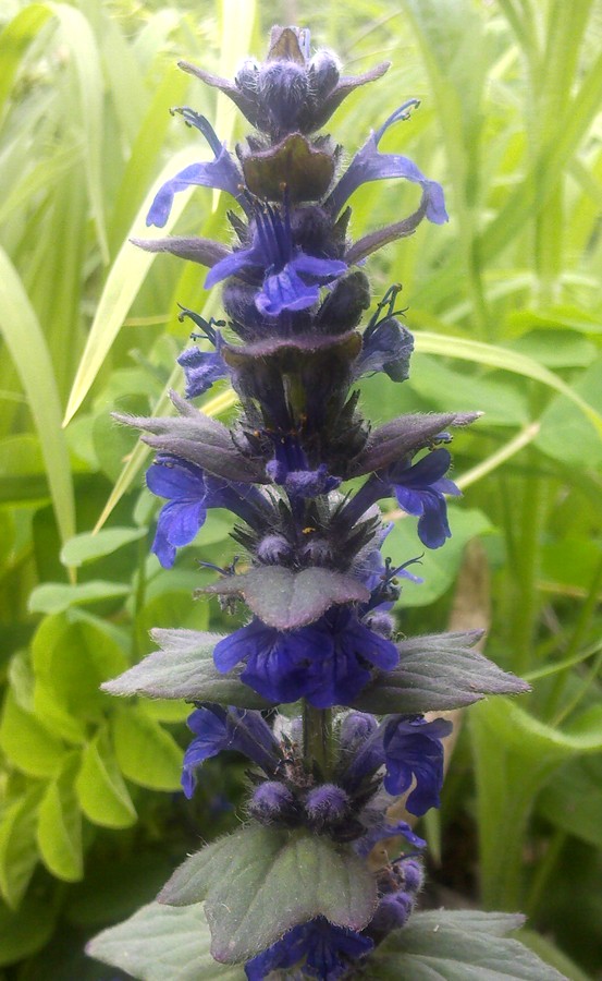 Image of Ajuga genevensis specimen.