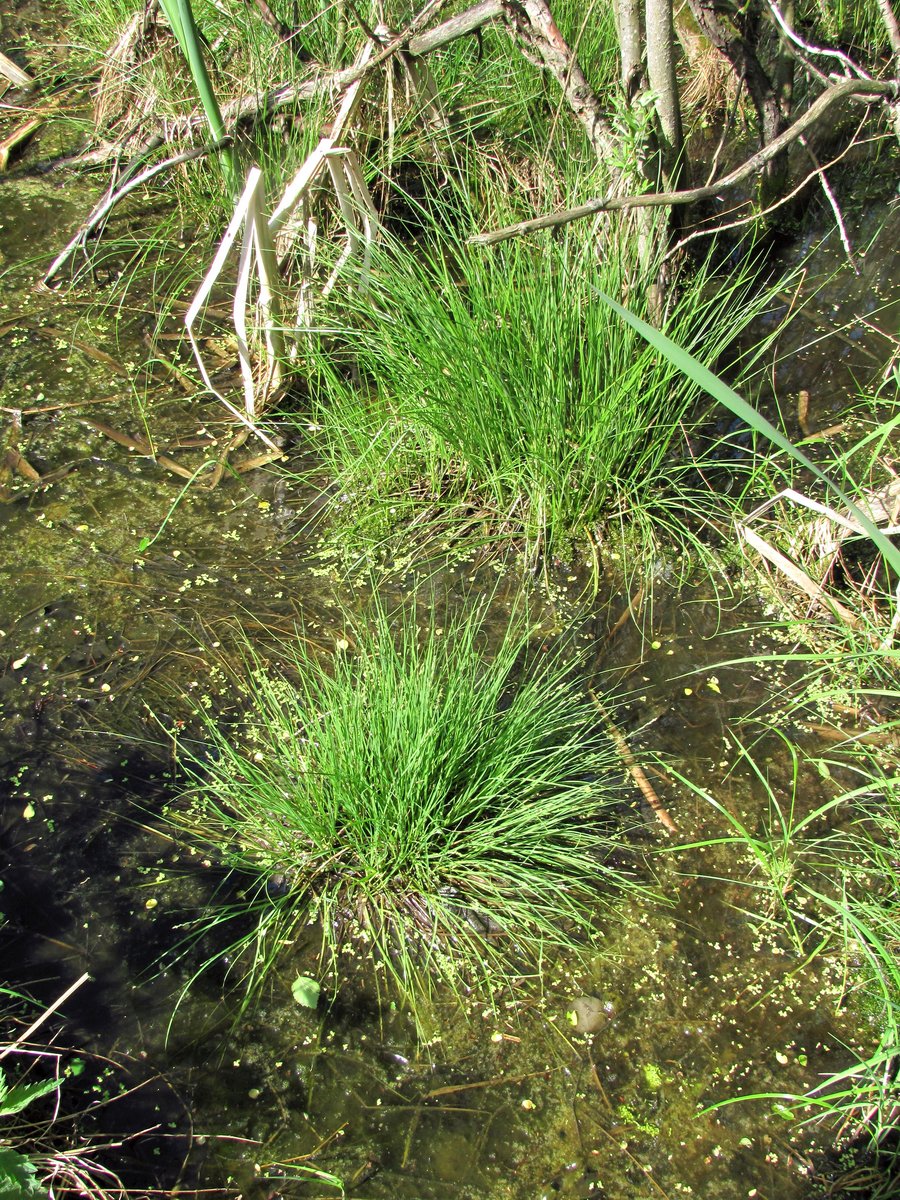 Изображение особи Carex canescens.