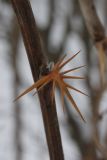Berberis vulgaris. Колючка листового происхождения. Санкт-Петербург, Старый Петергоф, парк \"Сергиевка\". 22.02.2009.