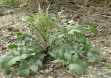 Crepis foetida