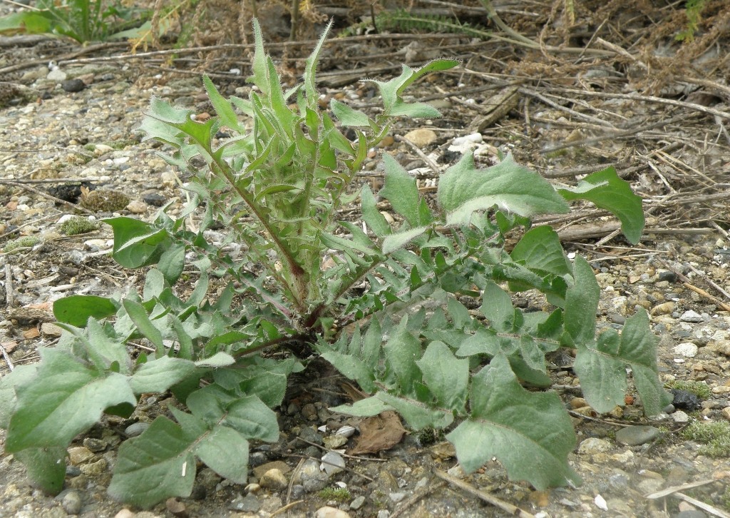 Изображение особи Crepis foetida.