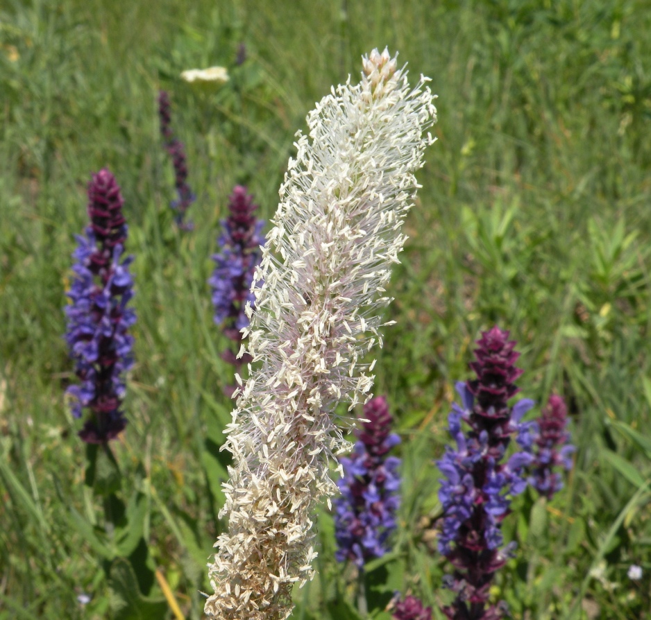 Image of Plantago media specimen.