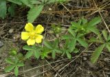 Potentilla reptans