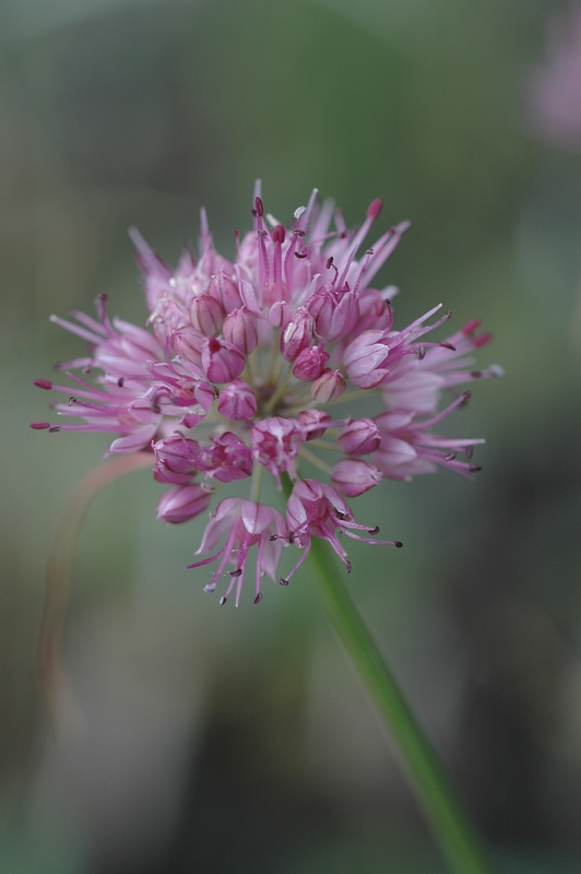 Image of Allium montanostepposum specimen.