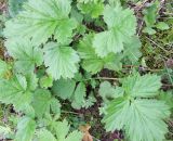 Geum rivale