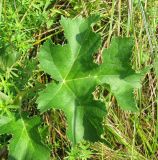 Heracleum sibiricum. Лист. Украина, Донецкая обл., Славянский р-н, окр. с. Богородичное. 31.07.2011.