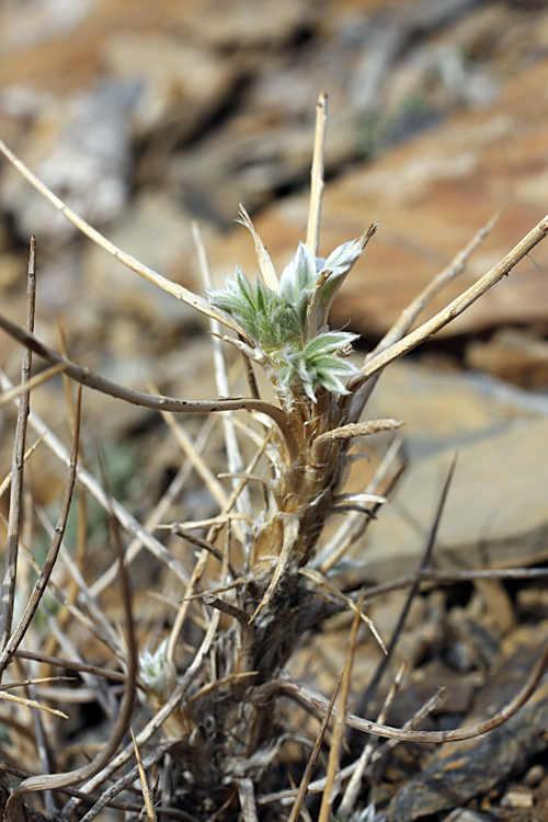 Изображение особи Astragalus bactrianus.