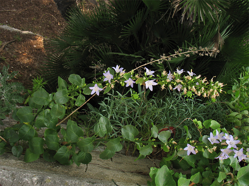 Изображение особи Campanula pyramidalis.