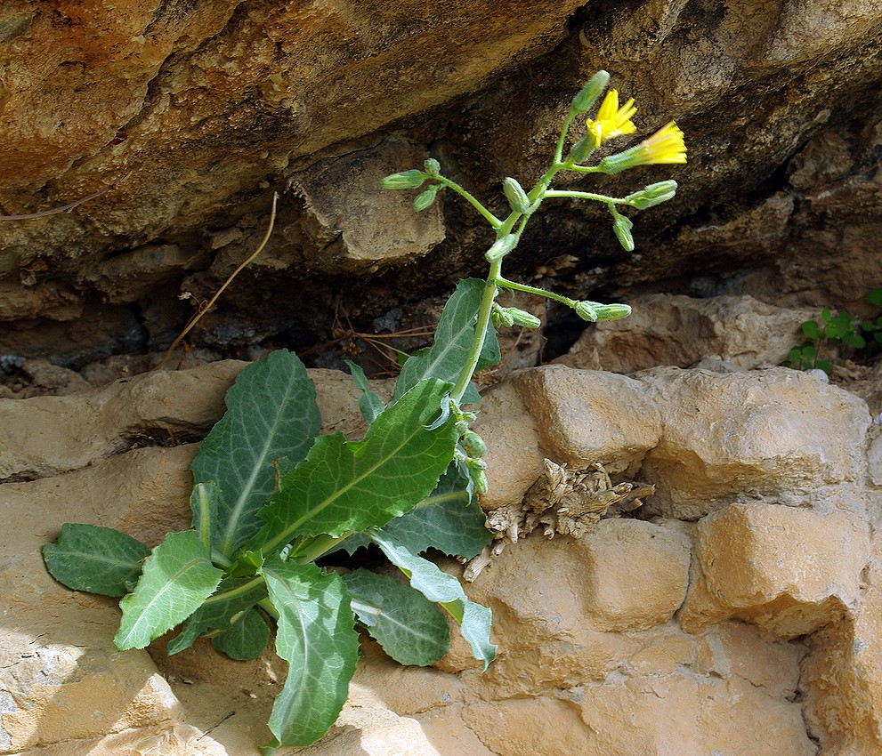 Изображение особи Steptorhamphus crassicaulis.