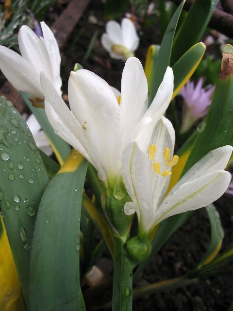 Изображение особи Sternbergia candida.