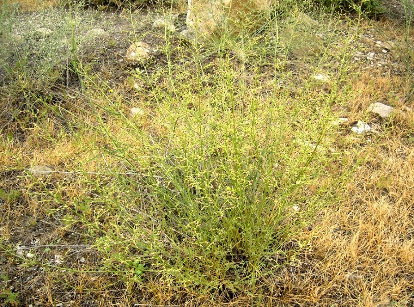 Image of Scrophularia xanthoglossa specimen.
