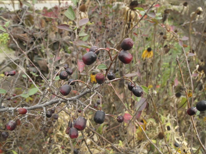 Image of Cotoneaster melanocarpus specimen.