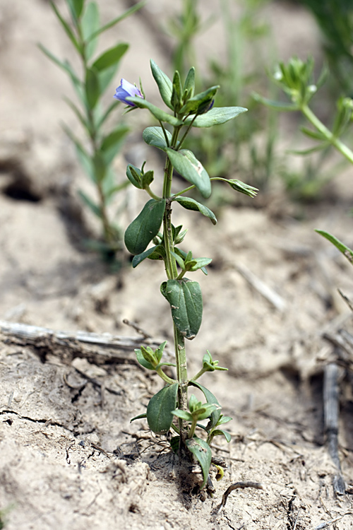 Image of Anagallis foemina specimen.