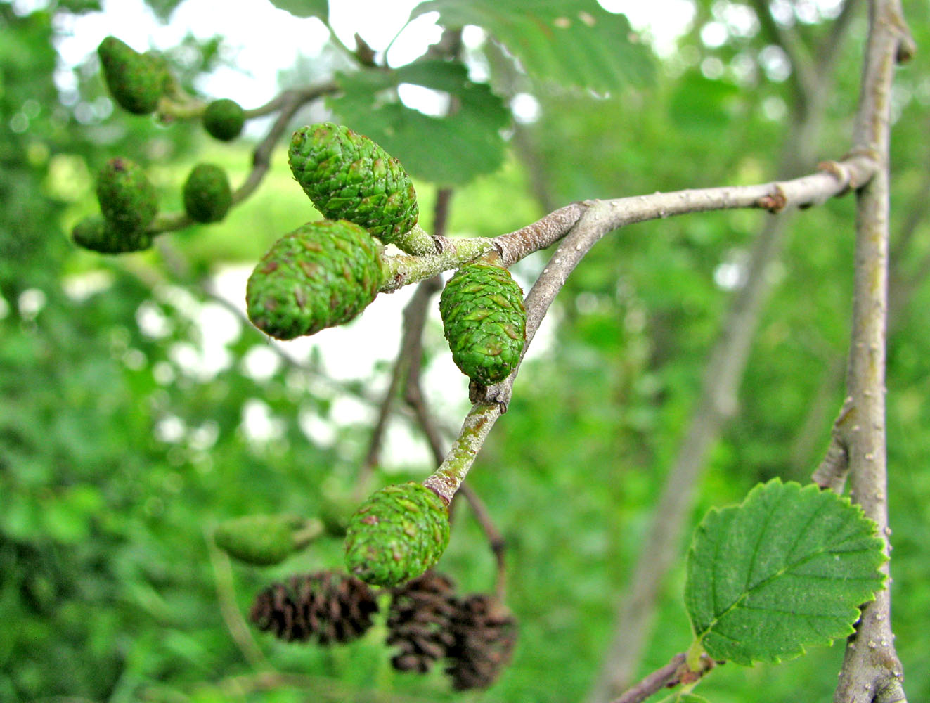 Image of Alnus incana specimen.