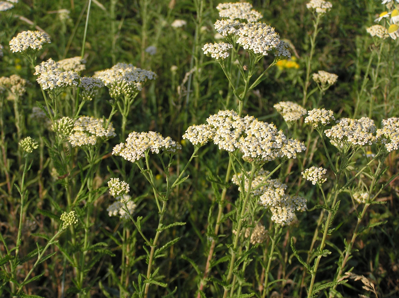 Изображение особи Achillea setacea.