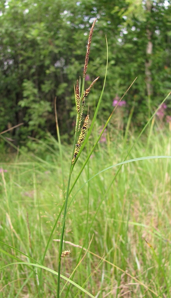 Изображение особи Carex nigra.