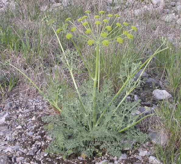 Изображение особи Zosima absinthifolia.