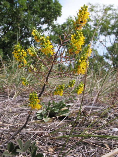 Image of Orthanthella lutea specimen.