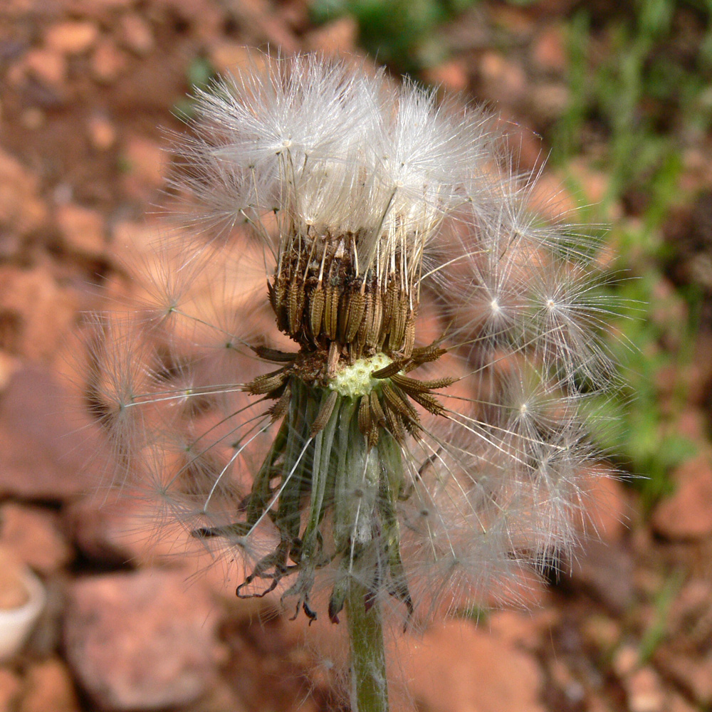 Image of Taraxacum marklundii specimen.