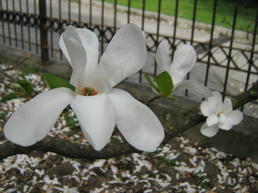 Image of Magnolia &times; loebneri specimen.