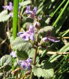 Glechoma hederacea. Цветущее растение. Ленинградская область, граница леса (одиночные деревья), начало июня.