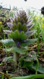 Ajuga orientalis