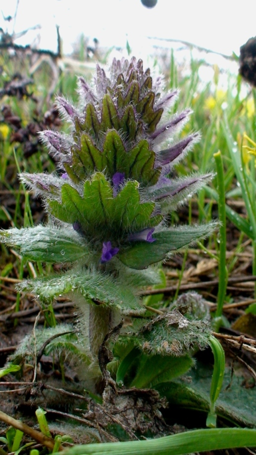 Изображение особи Ajuga orientalis.