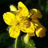 Chelidonium majus