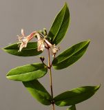 Lonicera acuminata. Верхушка побега с листьями и отцветающими соцветиями. Германия, г. Кемпен, у забора. 05.06.2012.