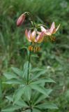 Lilium martagon