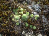 Sempervivum pumilum