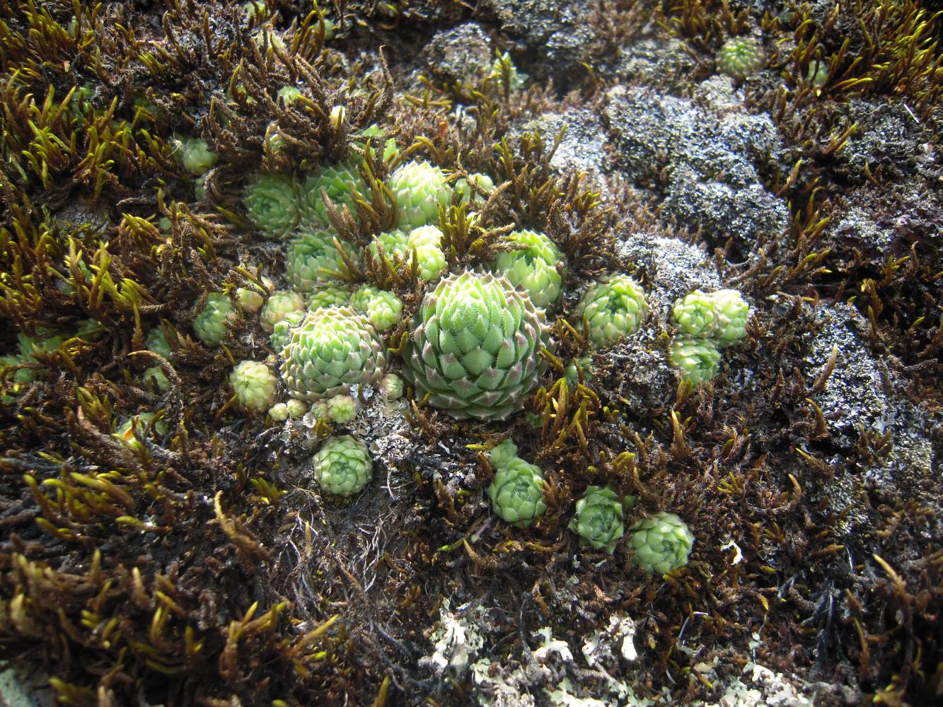 Image of Sempervivum pumilum specimen.