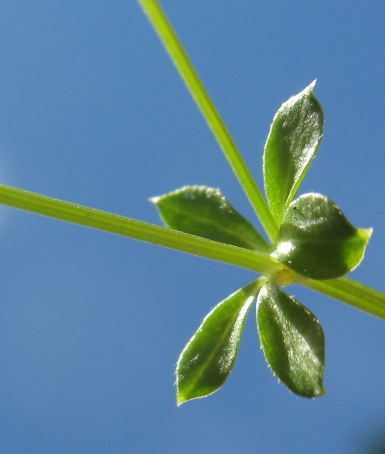 Изображение особи Galium hercynicum.