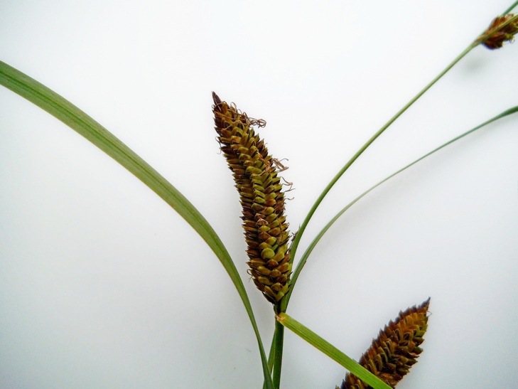 Image of genus Carex specimen.