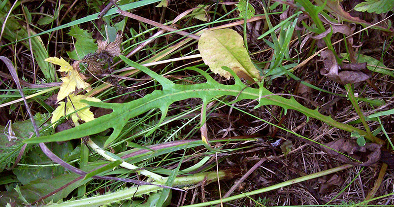 Image of Scorzoneroides autumnalis specimen.